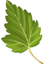 Feuille d'arbre verte