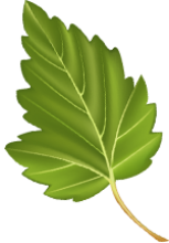 Feuille d'arbre verte