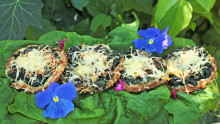 Les tartelettes sont installées au potager sur des feuilles d'épinard et quelques fleurs comestibles déposées autour (capucine et sauge)
