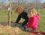 Paillage au pied d'un plant de cerisier par un enfant et une animatrice