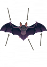 Illustration d'une chauve-souris avec des flèches qui pointent vers des parties de son corps