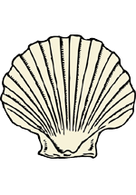 Illustration de coquille Saint-Jacques