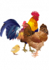 IIlustration d'un coq, d'une poule et d'un poussin