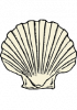 Illustration de coquille Saint-Jacques