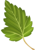 Feuille d'arbre verte