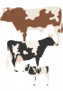 Illustration d'un taureau, d'une vache et d'un veau