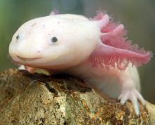Photo d'un axolotl blanc dans l'eau sur un rocher
