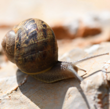 Photo d'escargot commun sur de la roche