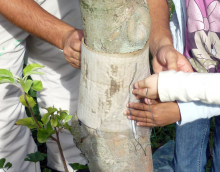 Pose d'un piège à carpocapse sur un tronc d'arbre