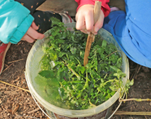 Photo d'un seau rempli de feuilles d'orties et d'eau remuées avec un bâton par un enfant