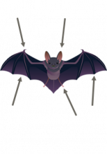 Illustration d'une chauve-souris avec des flèches qui pointent vers des parties de son corps