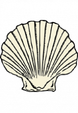 Illustration de coquille Saint-Jacques