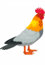Illustration d'oiseau avec une tête de coq, un corps de pigeon et des pattes de canard