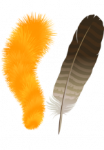 Illustration du touffe de poils et d'une plume d'oiseau