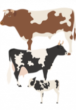 Illustration d'un taureau, d'une vache et d'un veau